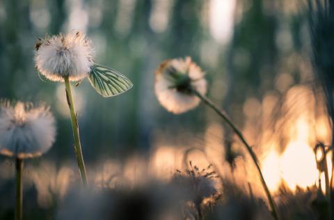 Sommerfugl på Dandelion
