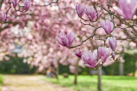 Magnoliatræer